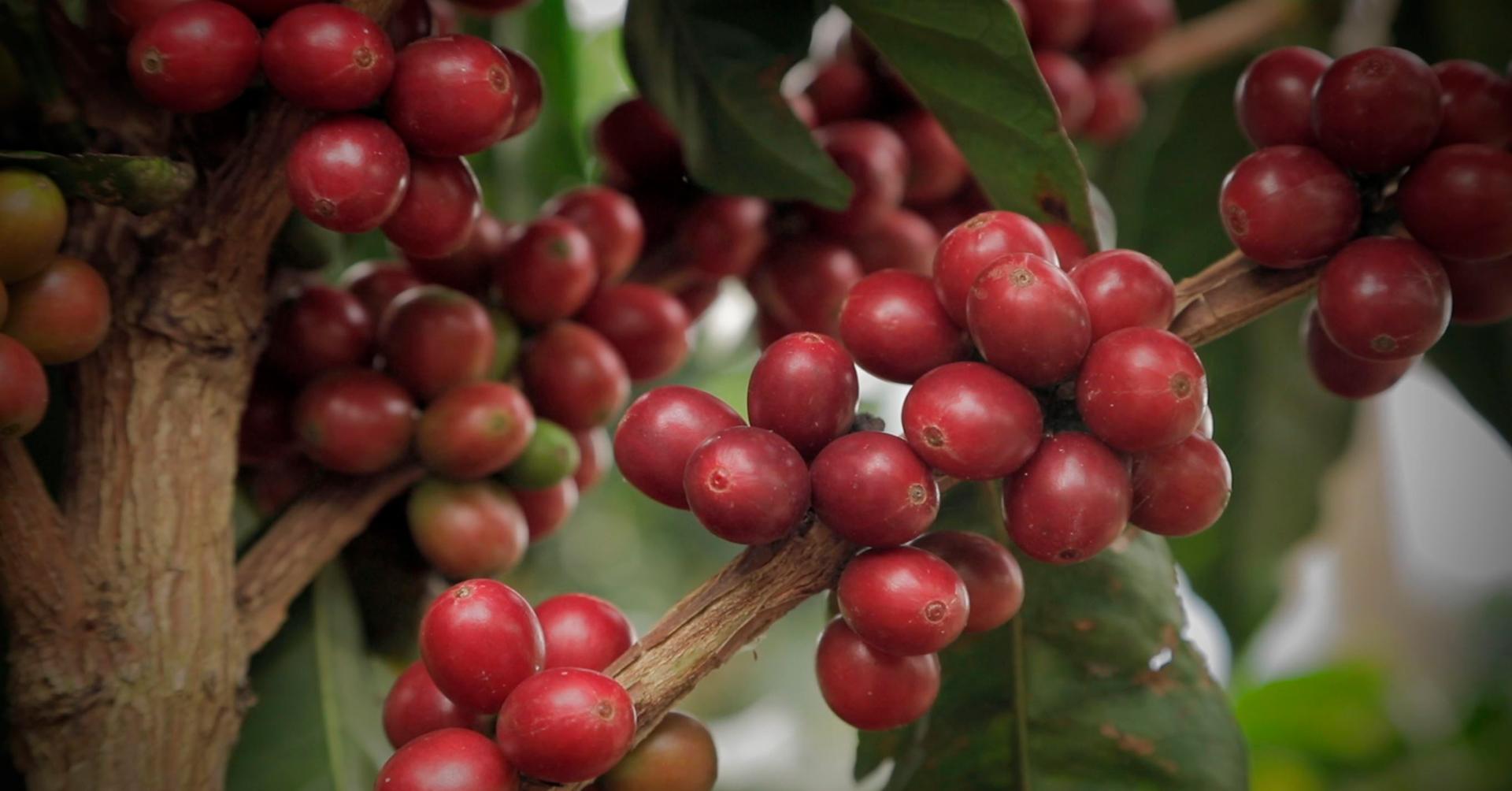 En su finca, Villa Line, se cultiva este café de forma artesanal