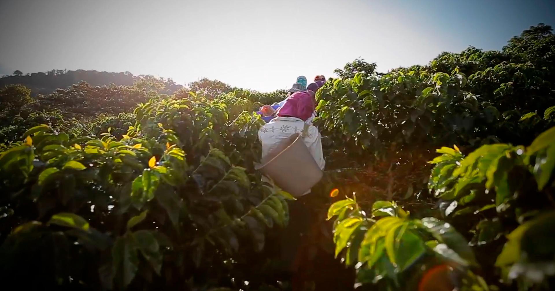 En su finca, Villa Line, se cultiva este café de forma artesanal
