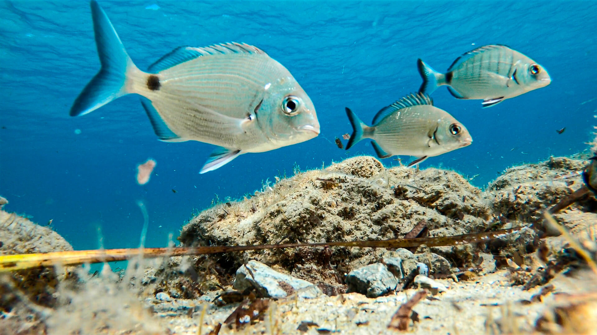 Peix sard (Diplodus sargus).